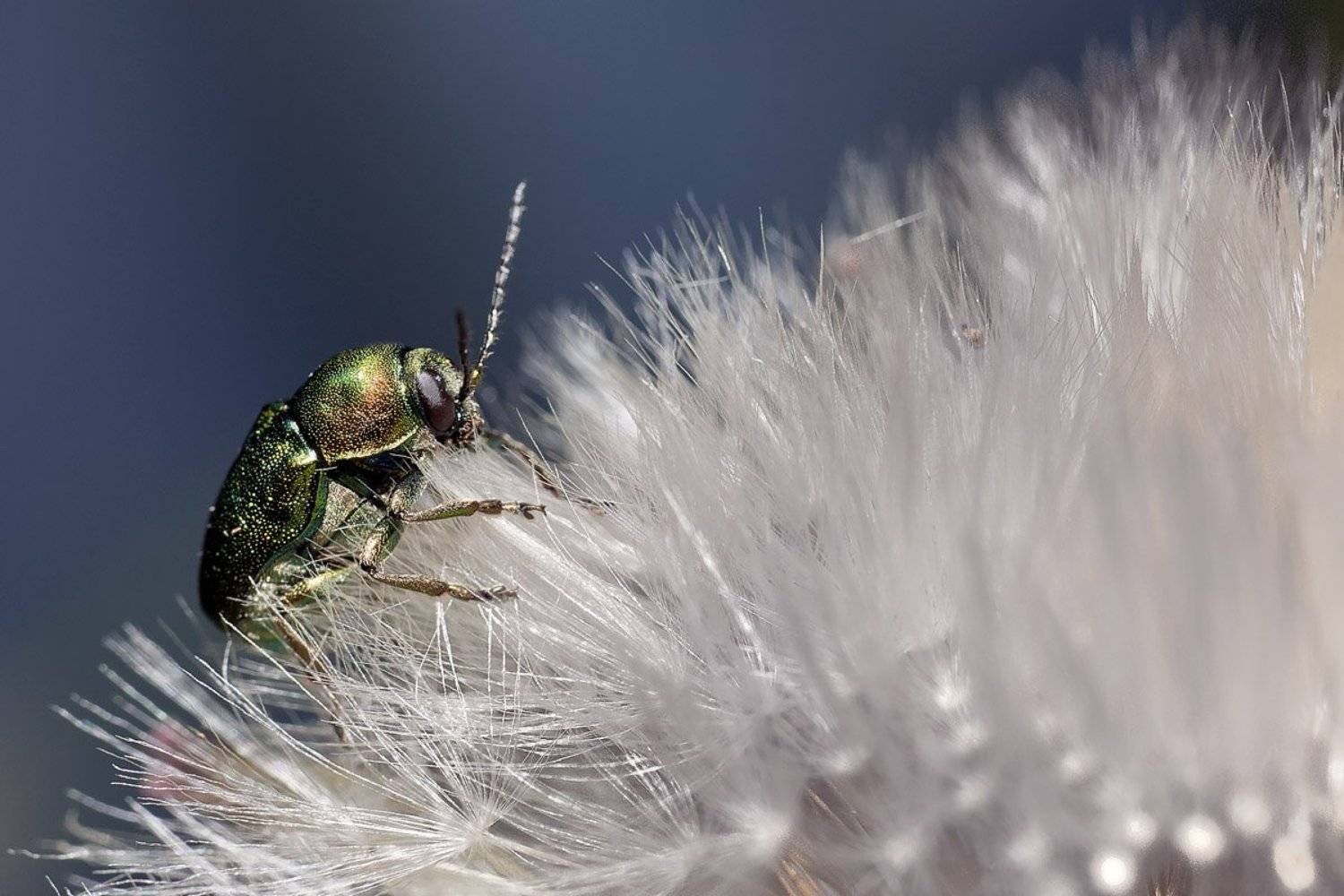 , Качурин Алексей