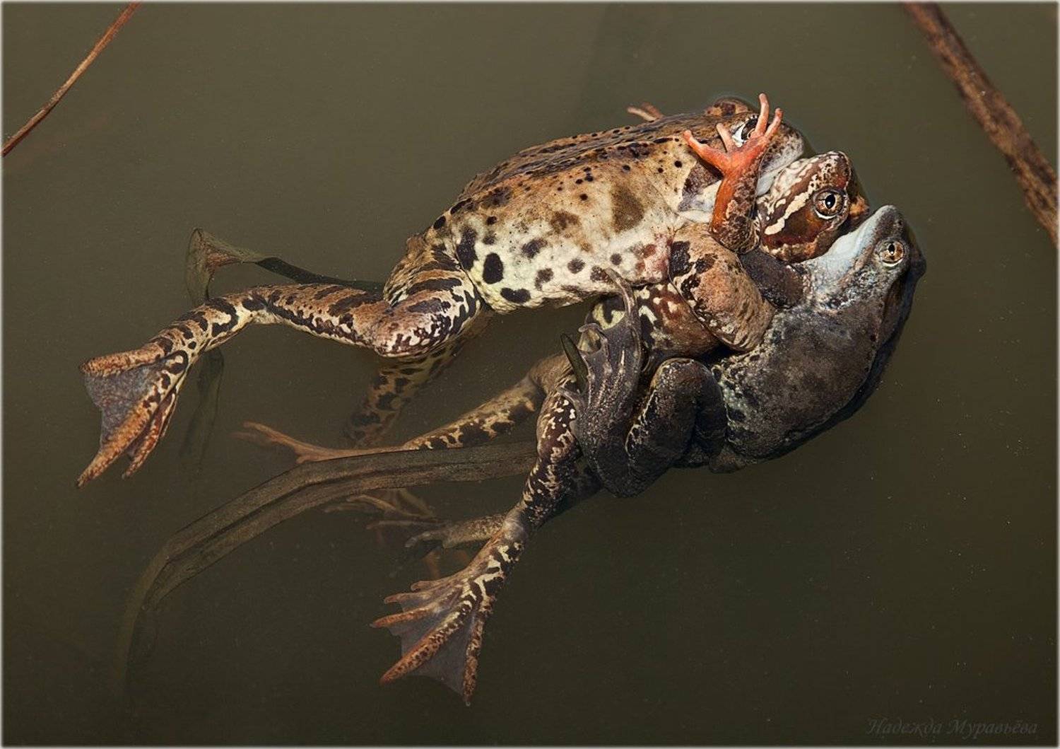 травяная, лягушка, rana, temporaria, па-де-труа, Надежда Муравьёва