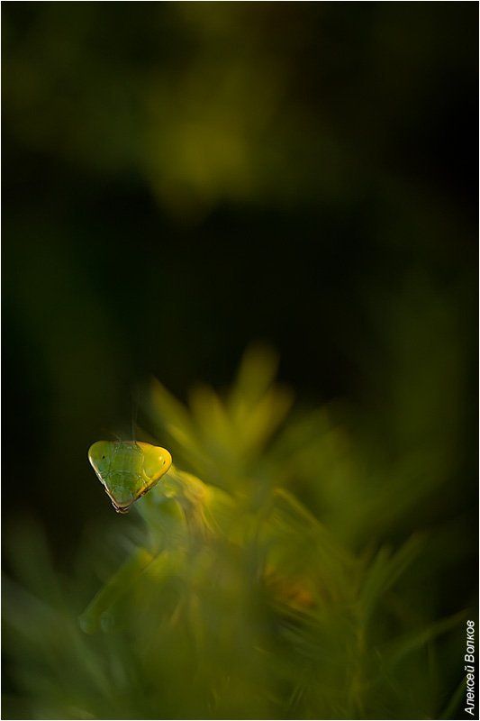 богомол, древесный За рекой, в тени деревьев фото превью