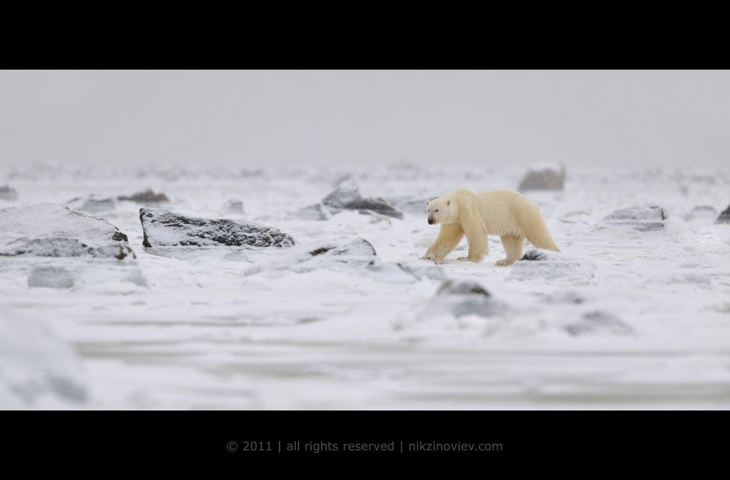 медведь, арктика, север, дикая природа, николай зиновьев, Николай Зиновьев