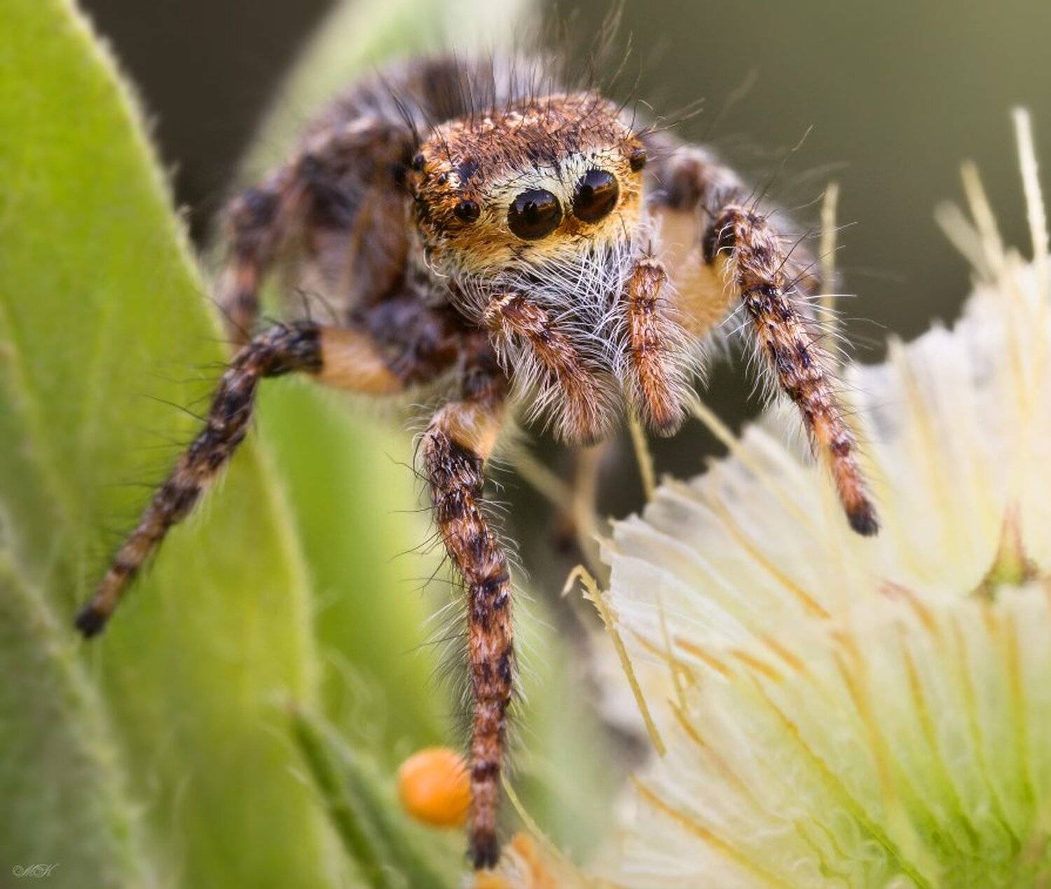 паук-скакун, Miron Karlinsky