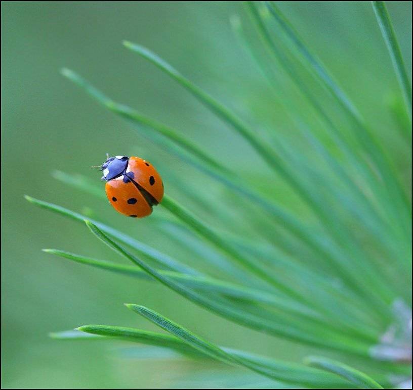 божья коровка,насекомые, Андрей Корочкин