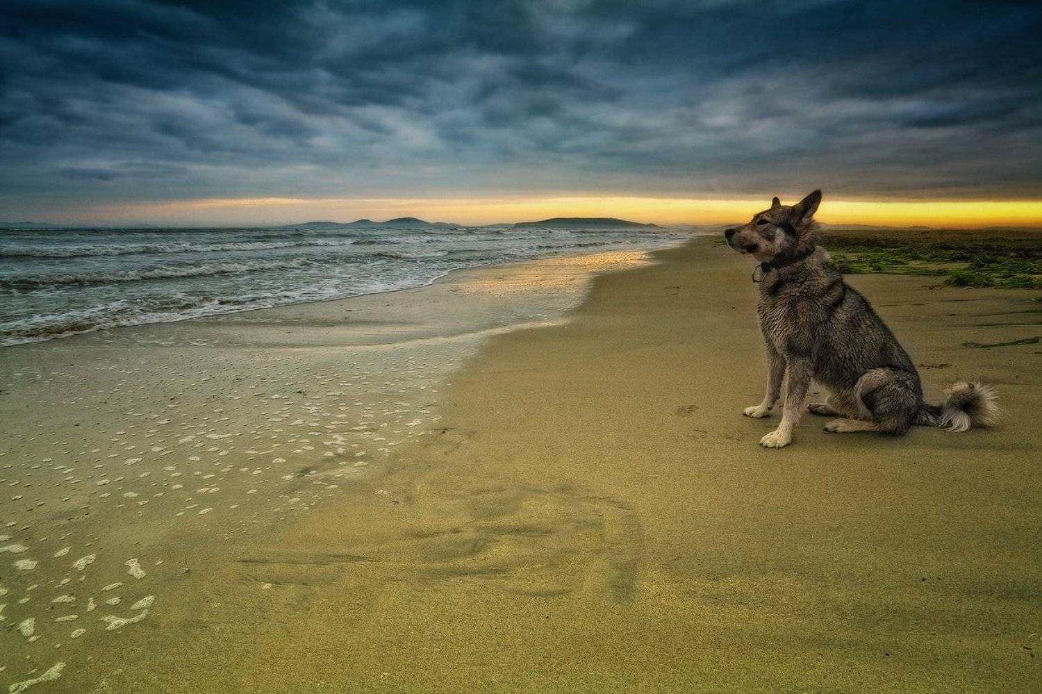 собака, вечер, море, песок, Андрей Кровлин