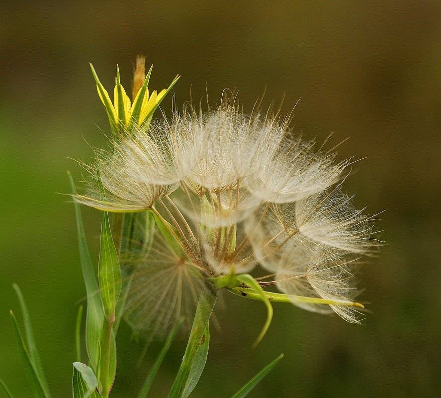 , Александр