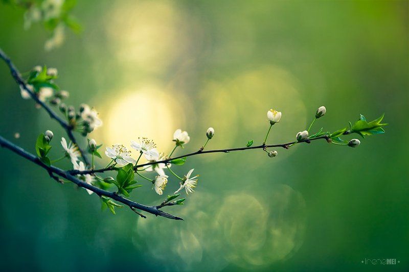 spring, nature, blossoms, tree, apricot, cherry, green, bokeh, light, canon, close up, macro Spring Moments фото превью