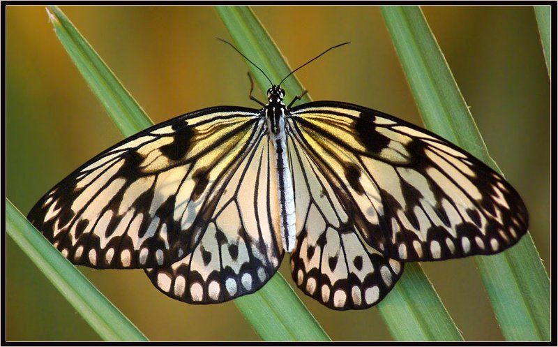 бабочка Лесная нимфа фото превью