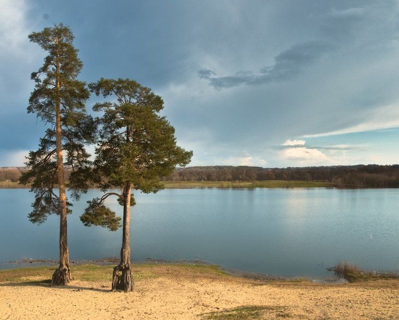 Дубы, сосны и вода. фото превью