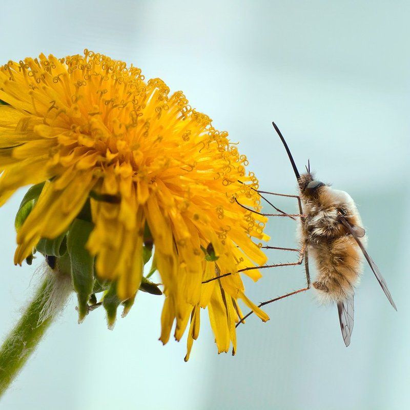 Жёлтое настроение! фото превью