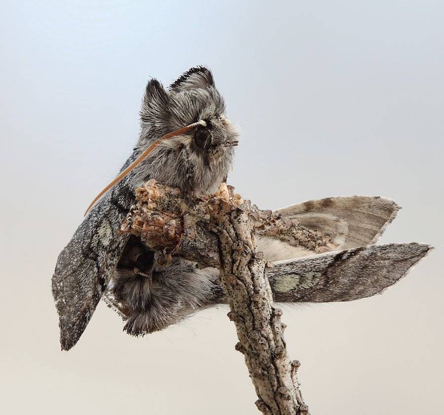 , Сергей Таланов