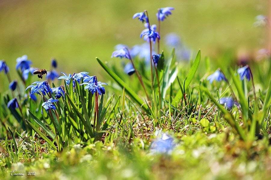 природа, весна, трава, цветы, етти