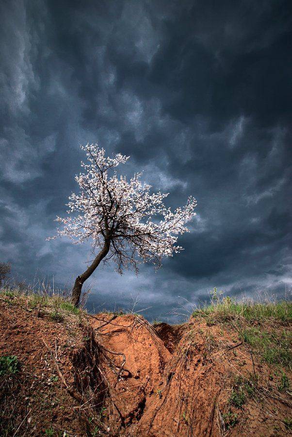 весна, туча, цветущее дерево, Виталий Башкатов