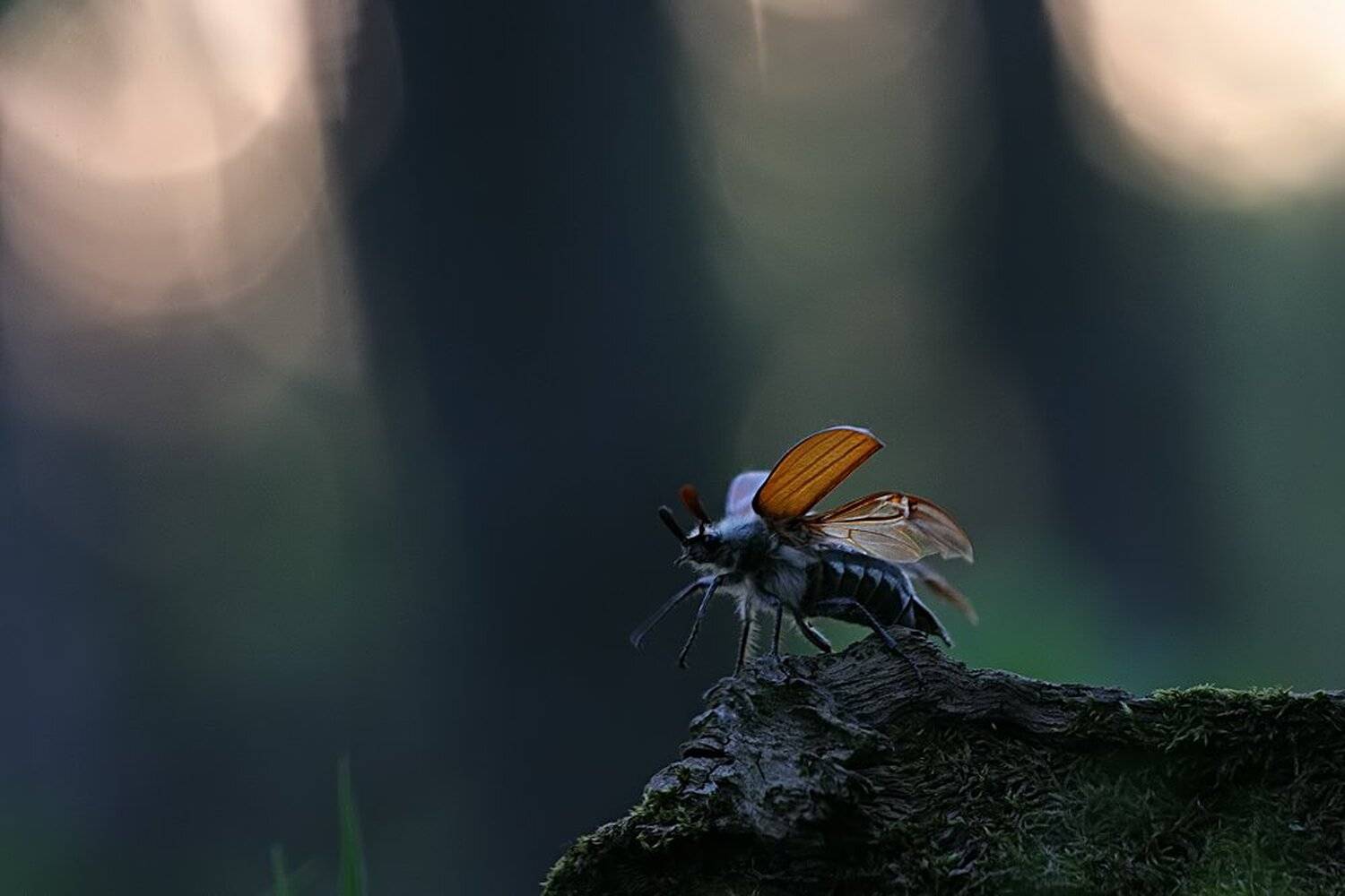 , Вадим Трунов