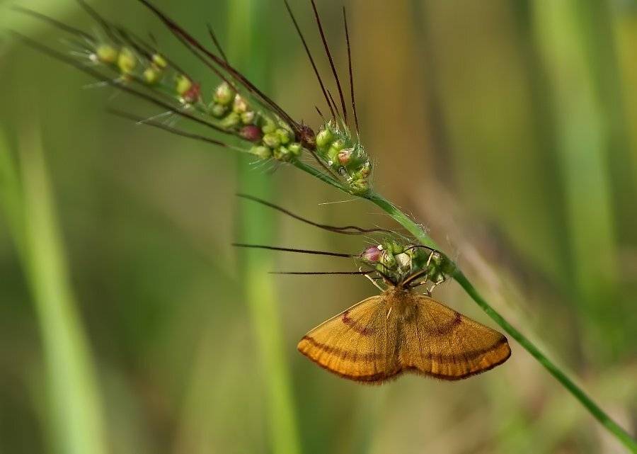 бабочка, Cheplenko Aleksey