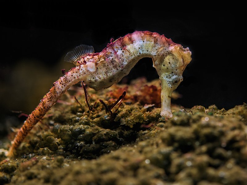 конёк Скакун. фото превью