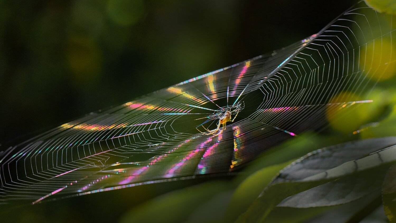 свет, луч, паук, паутина, Наталия Сытина