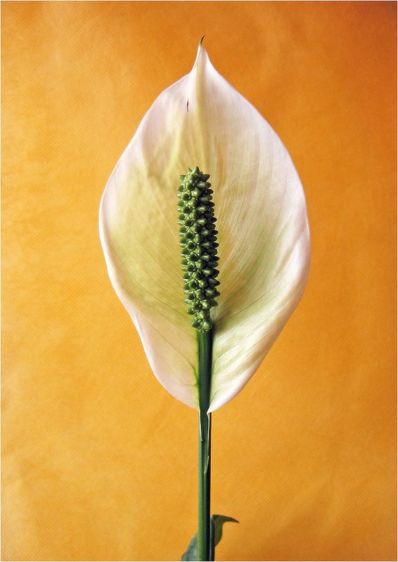 Портрет Спатифиллума в оранжевом тоне фото превью