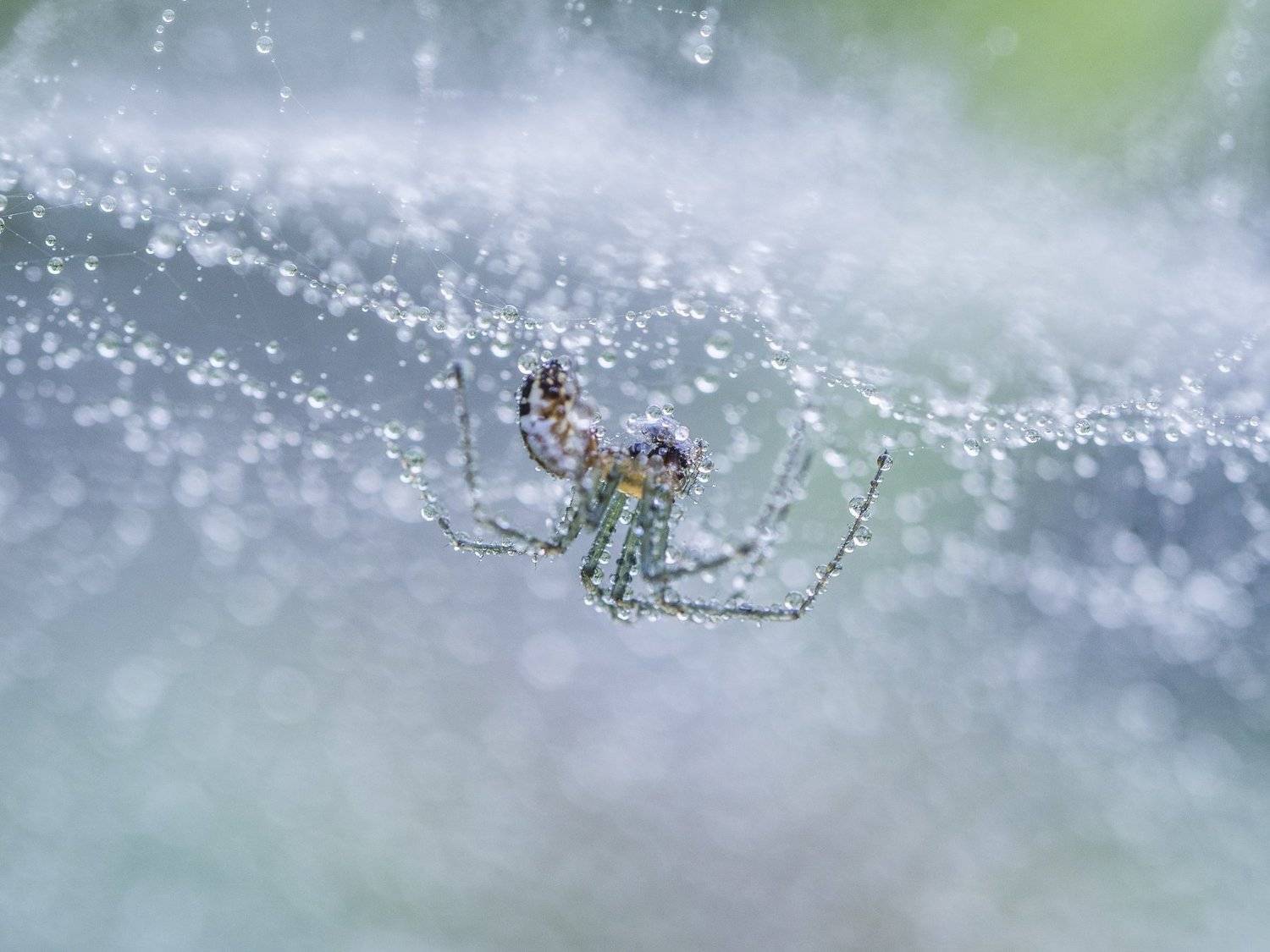 , Евгения Муравская