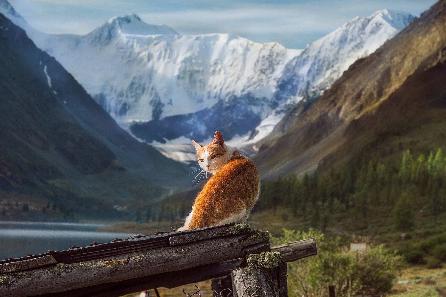 пейзаж, алтай, белуха,горы, кот, вершина, Тамара Андреева