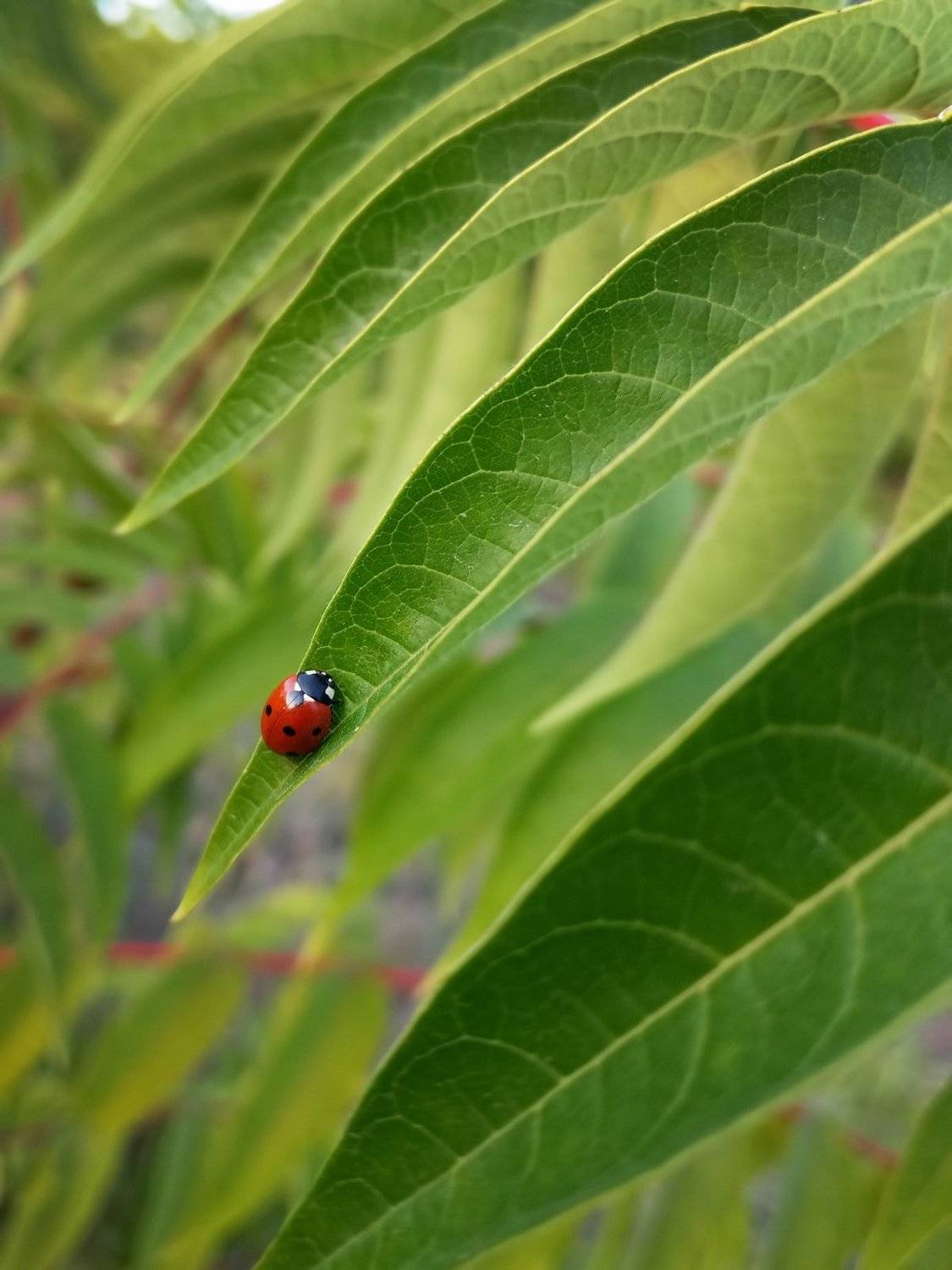 макро,насекомые,природа,божья коровка,листья,зелёный, Сергей Богачёв
