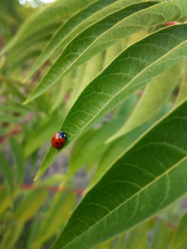 макро,насекомые,природа,божья коровка,листья,зелёный R E D & G R E E N фото превью