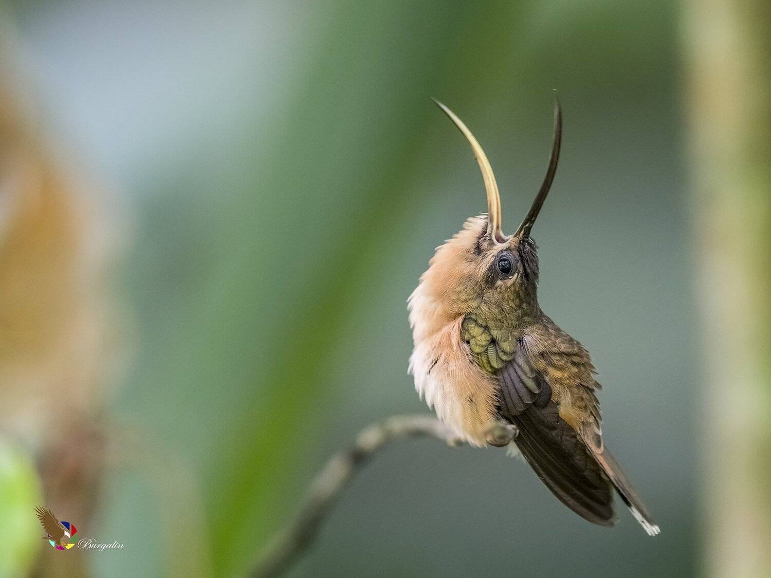 , Fernando Burgalin Sequeira