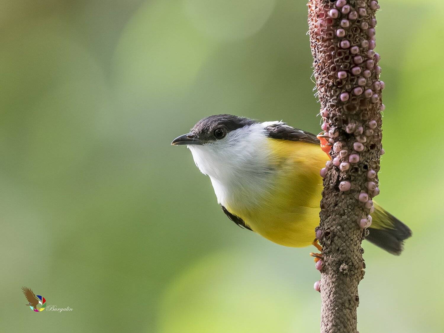 , Fernando Burgalin Sequeira