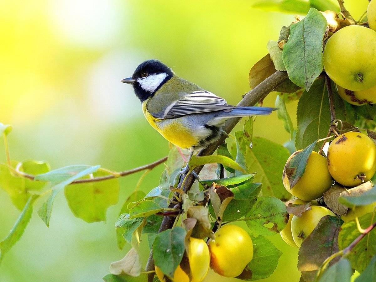 природа, фотоохота,  птицы, животные, осень, vladilenoff