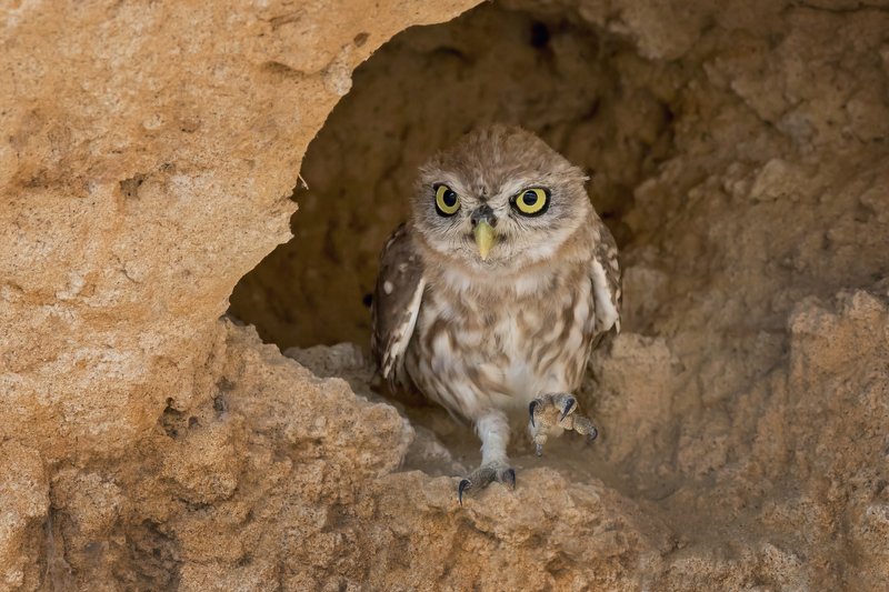ПётрРогов#фотограф#фотоохота#дикаяприрода#орнитология#птицы#птичьяобсерватория#Израиль#Иерусалим#canon5dmarkiii#canon600mmf4#birdsobservatory#birds#nature#Israel#Jerusalem#сыч#утро#owl#домовойсыч# Сыч  фото превью
