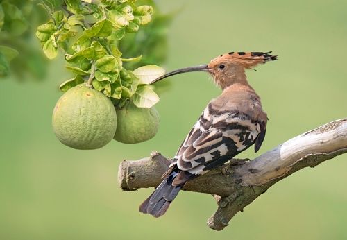 Пока еще грейпфруты зеленеют