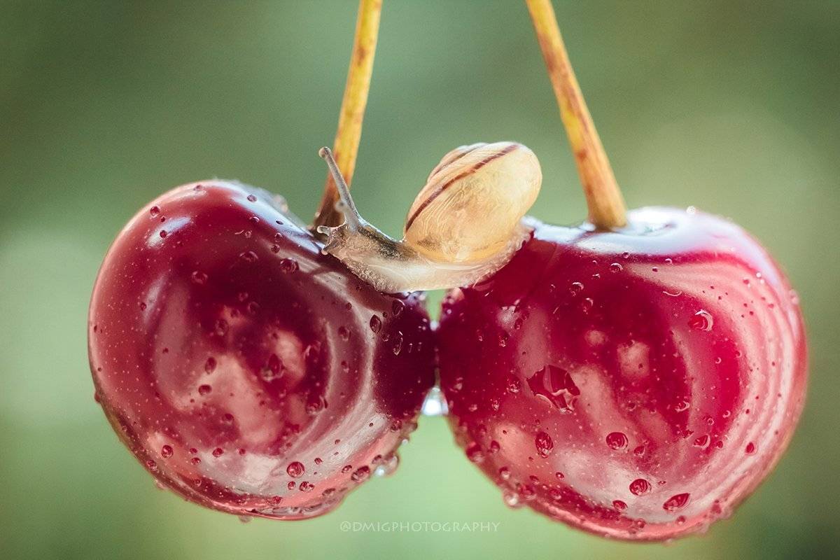 макро, природа, растение, улитка, лето, макромир, макрофотография, гелиос44_2, lovemacro, ягода, вишня, , Дмитрий Гусалов