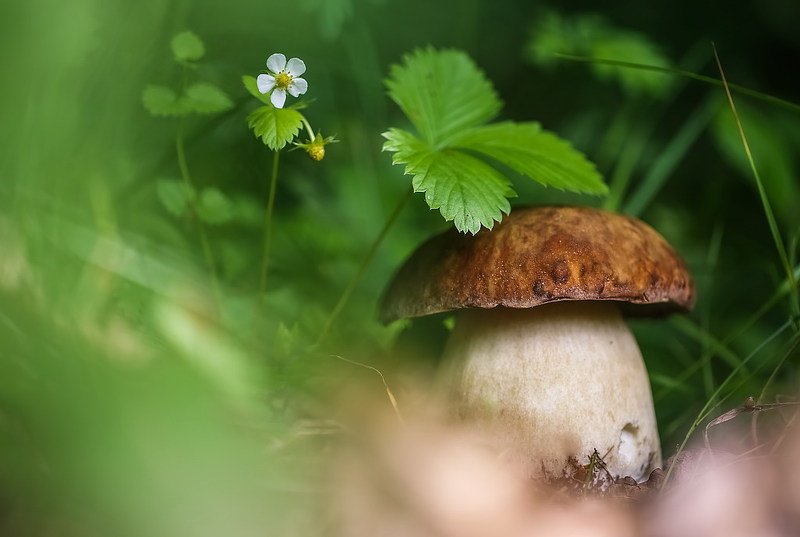 Тихая охота фото превью