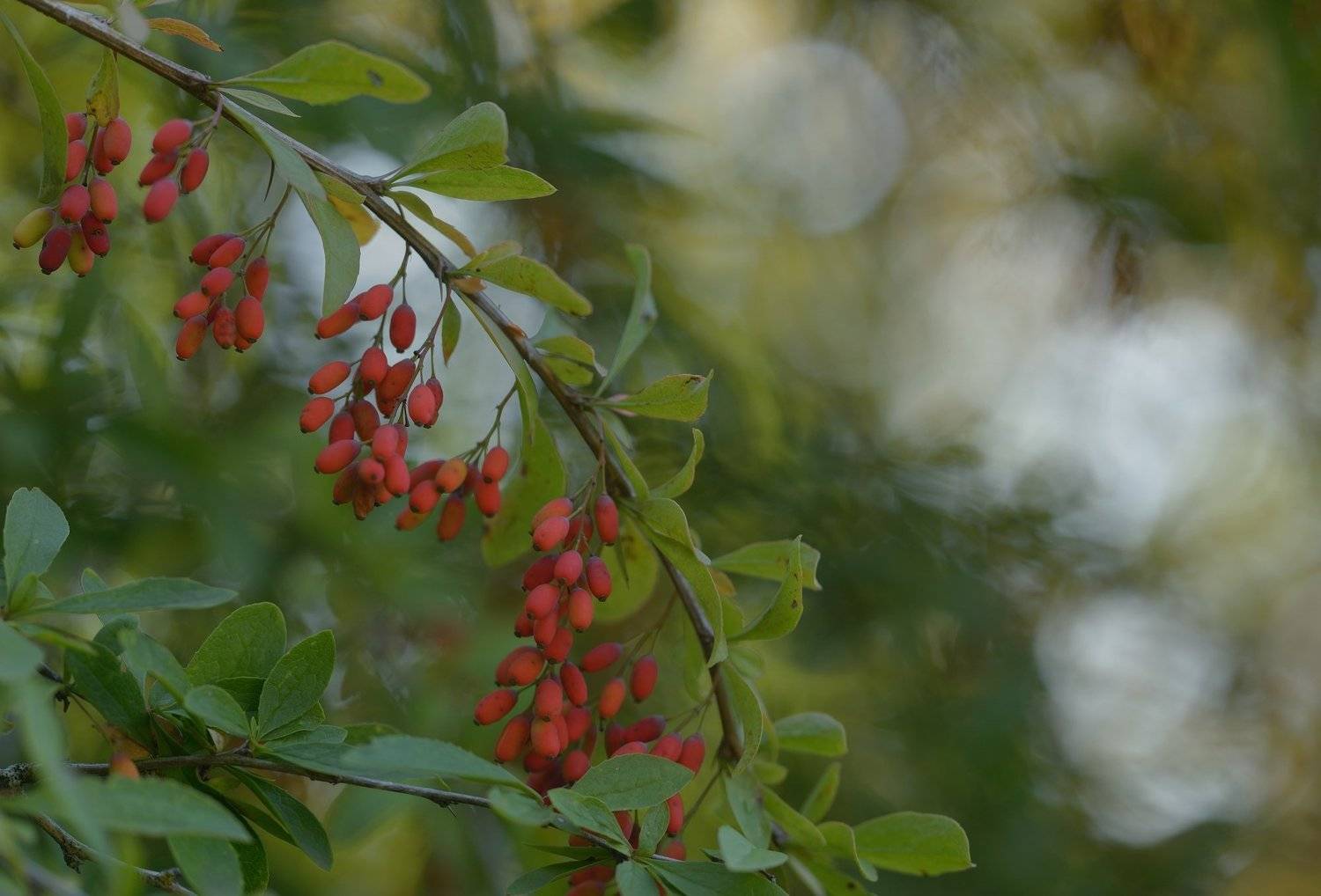 барбарис, Александр Жарников