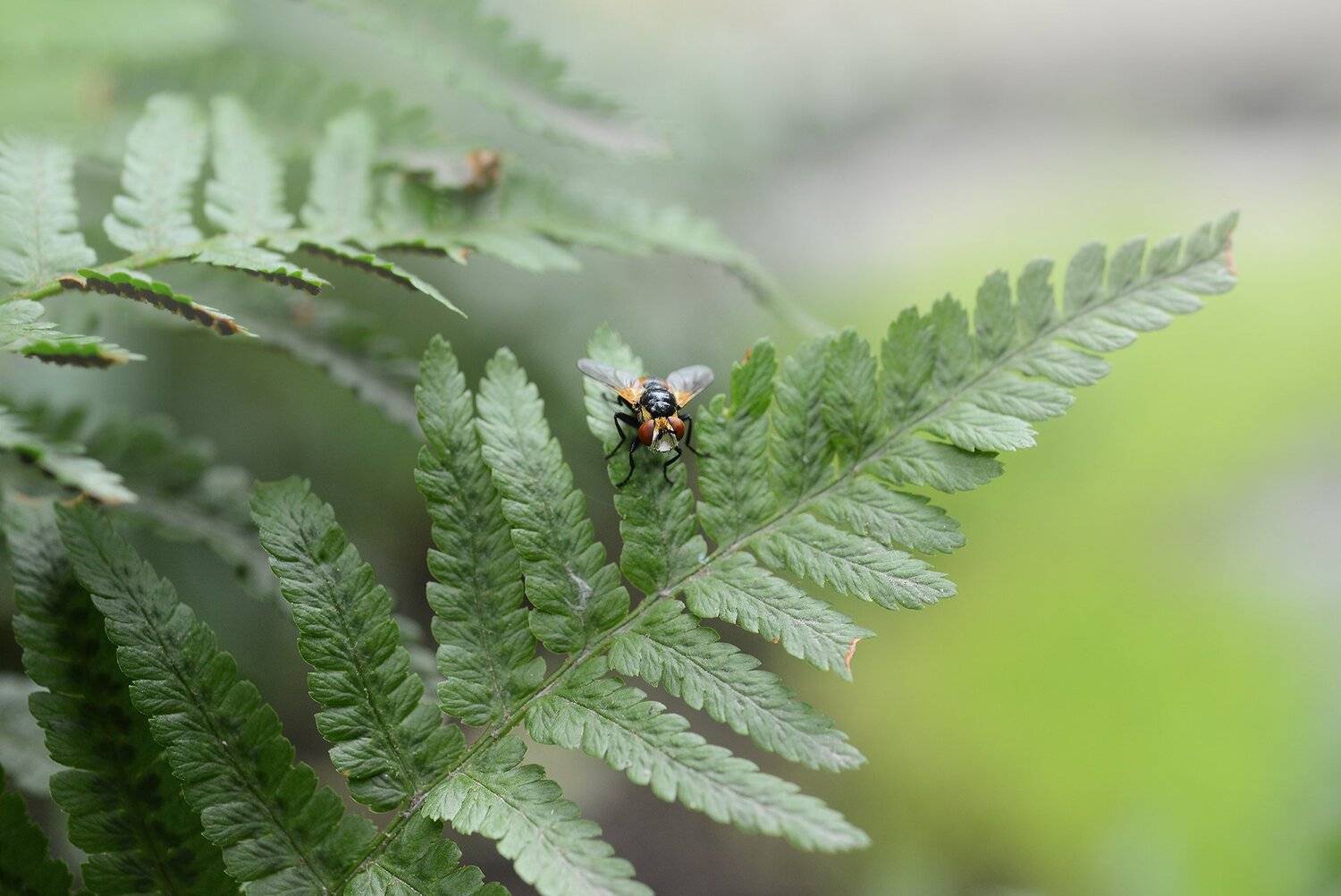 природа, макро, растение, папоротник, ежемуха, Неля Рачкова