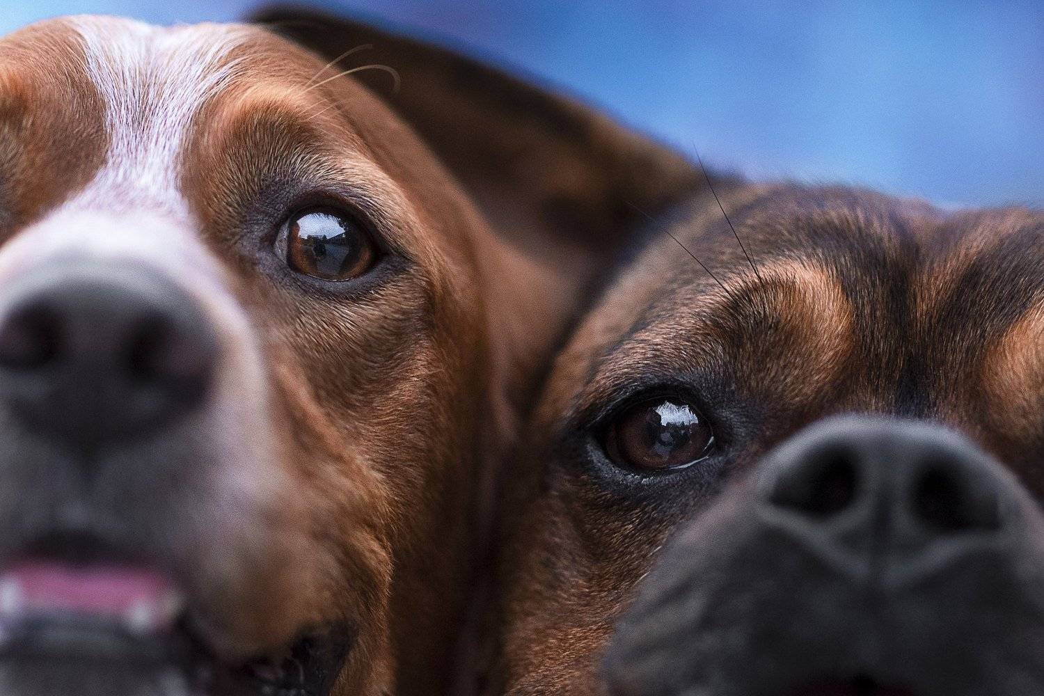 Brittany Spaniel, Karina Saarestik