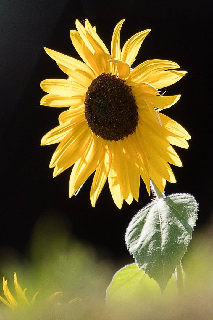 flower;nature;sunflower;, Sib&eacute;