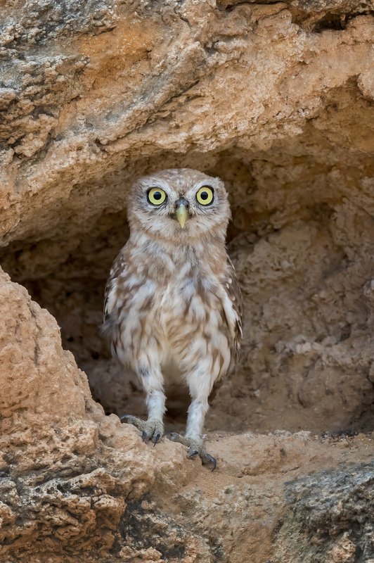 ПётрРогов#фотограф#фотоохота#дикаяприрода#орнитология#птицы#птичьяобсерватория#Израиль#Иерусалим#canon5dmarkiii#canon600mmf4#birdsobservatory#birds#nature#Israel#Jerusalem#сыч#утро#owl#домовойсыч# Сыч фото превью