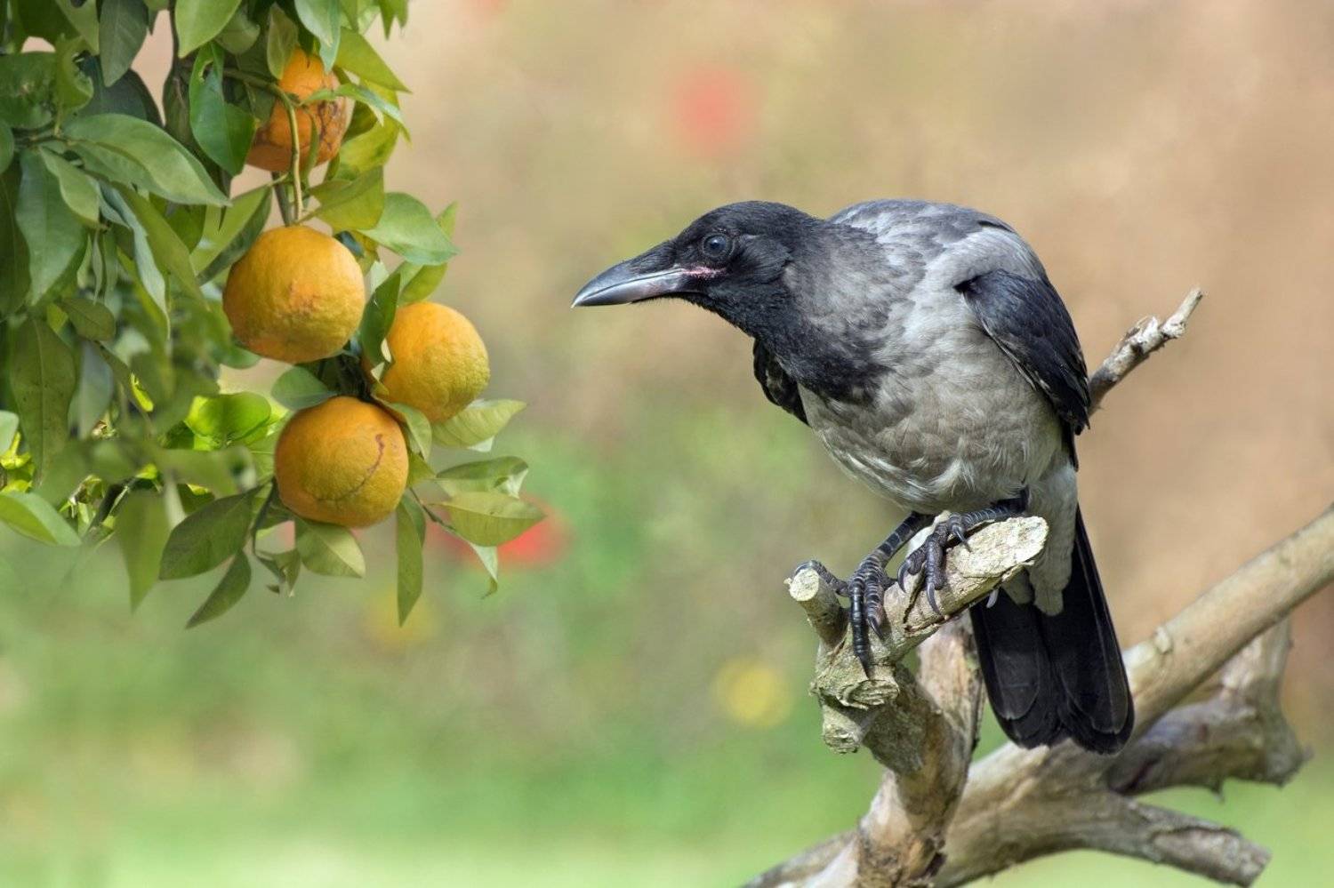 ворона, молодая, Людмила Бекман