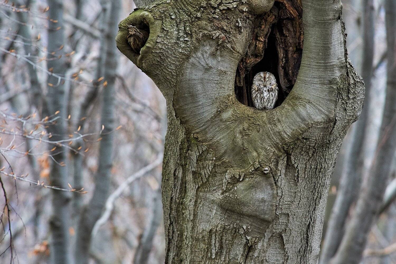 , Калин Ботев