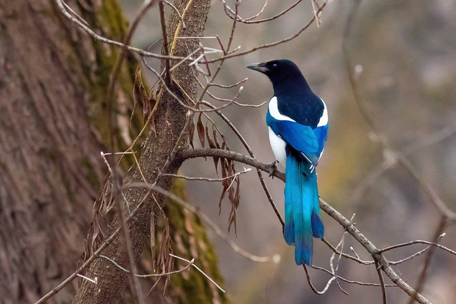 птица, сорока, Наталия Сытина