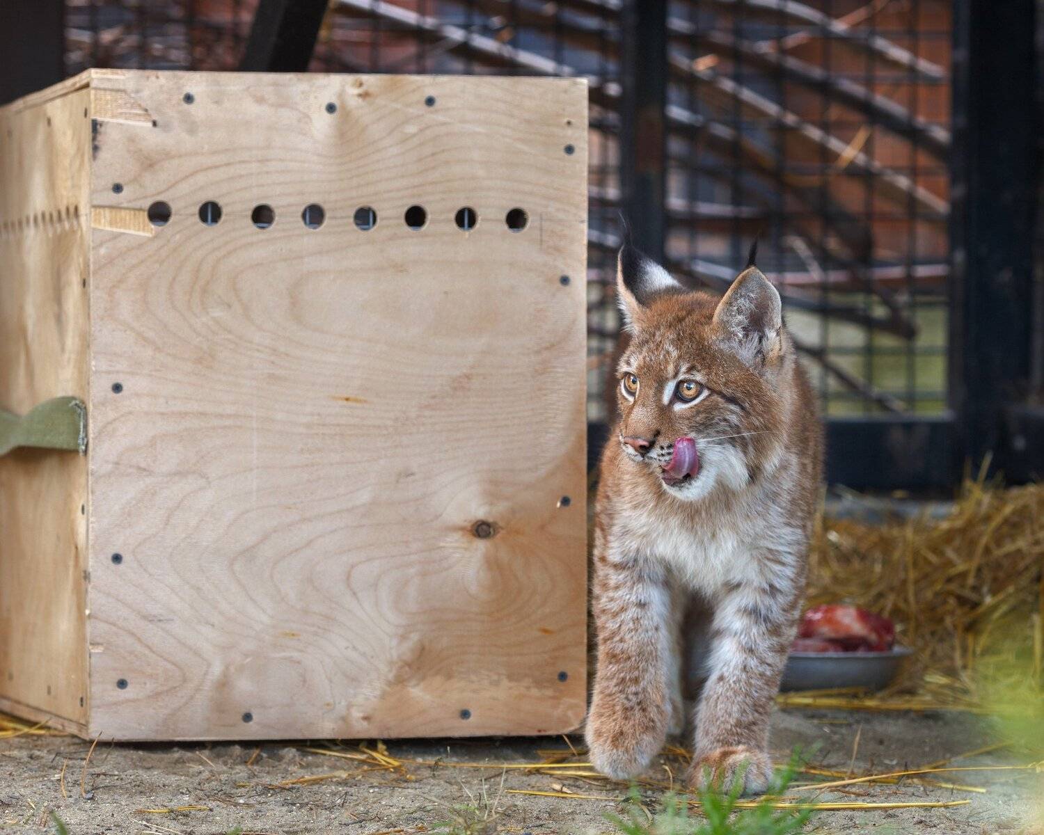 , Олег Богданов