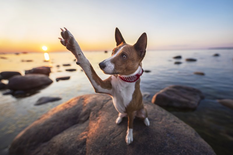 bassenji, dog  Himmat фото превью