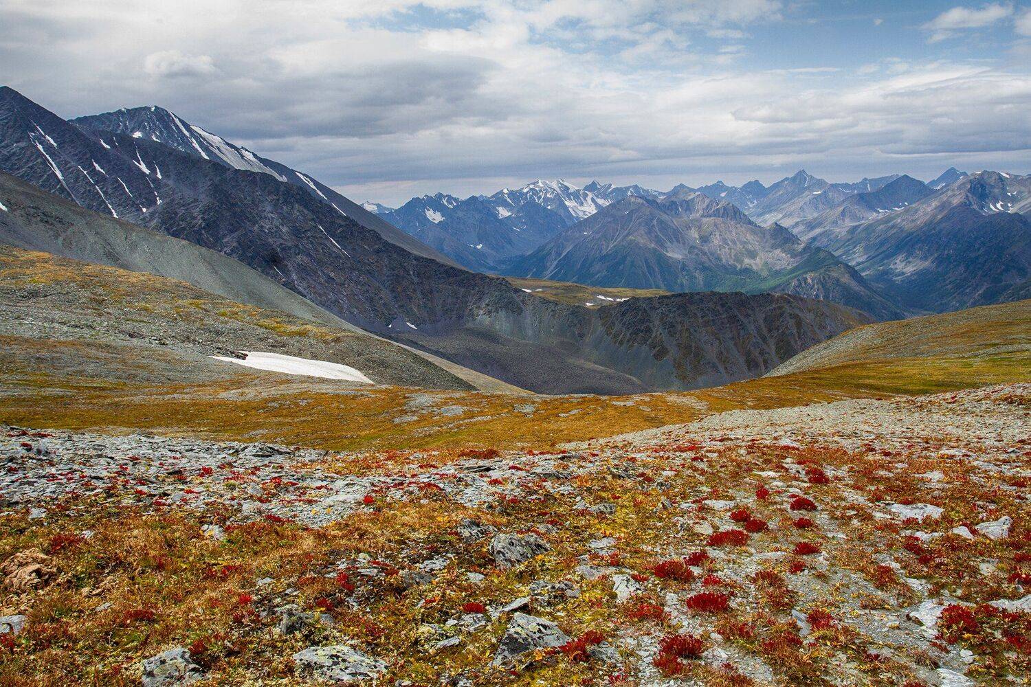 пейзаж, алтай, снег, горы,лето,август, цветение, Тамара Андреева