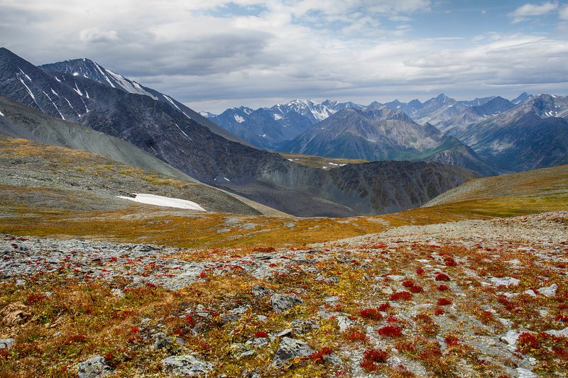 пейзаж, алтай, снег, горы,лето,август, цветение Каратюрек фото превью