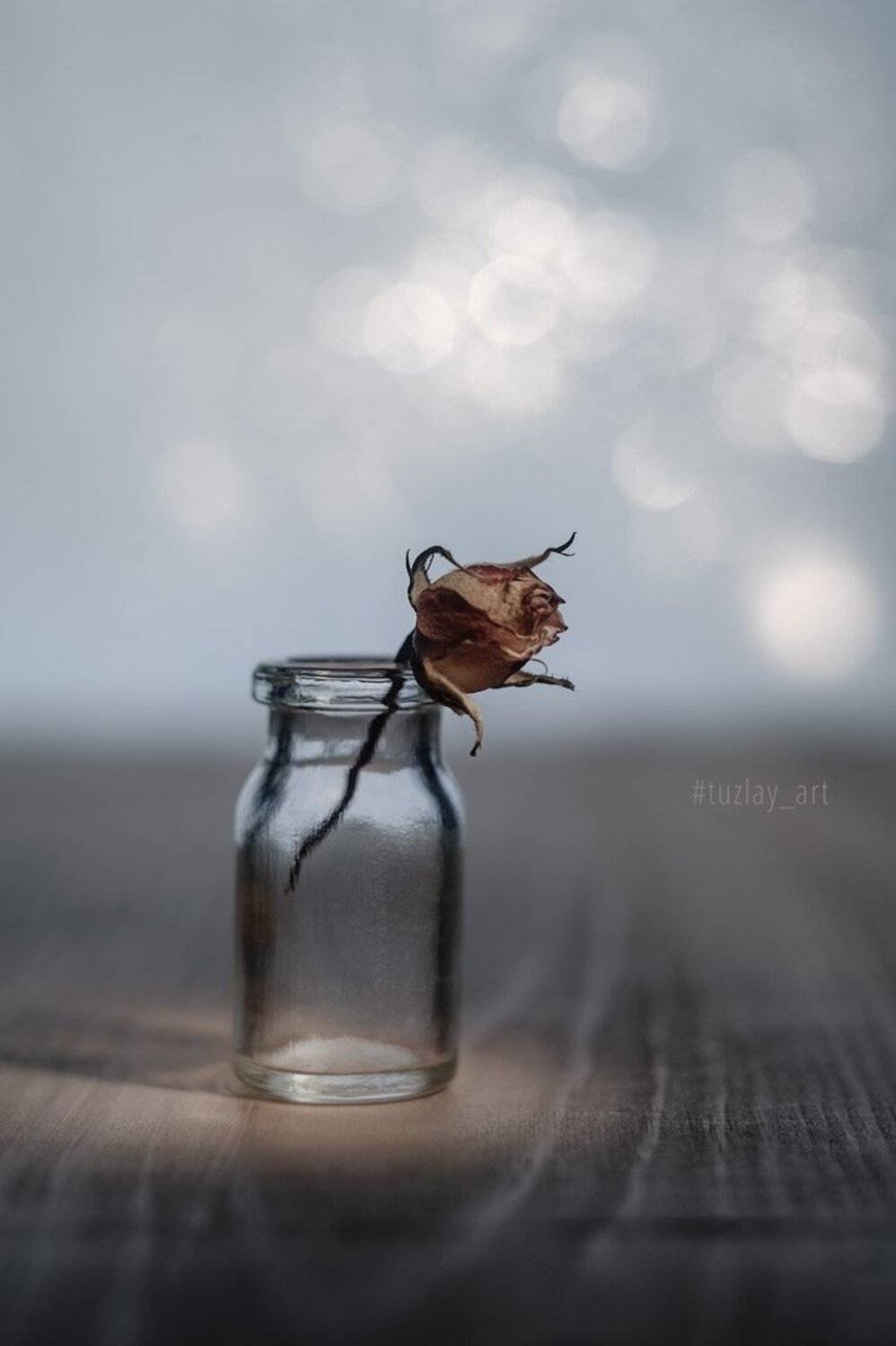 бутон розы, боке, гелиос 44, белый гелиос, Владимир Тузлай