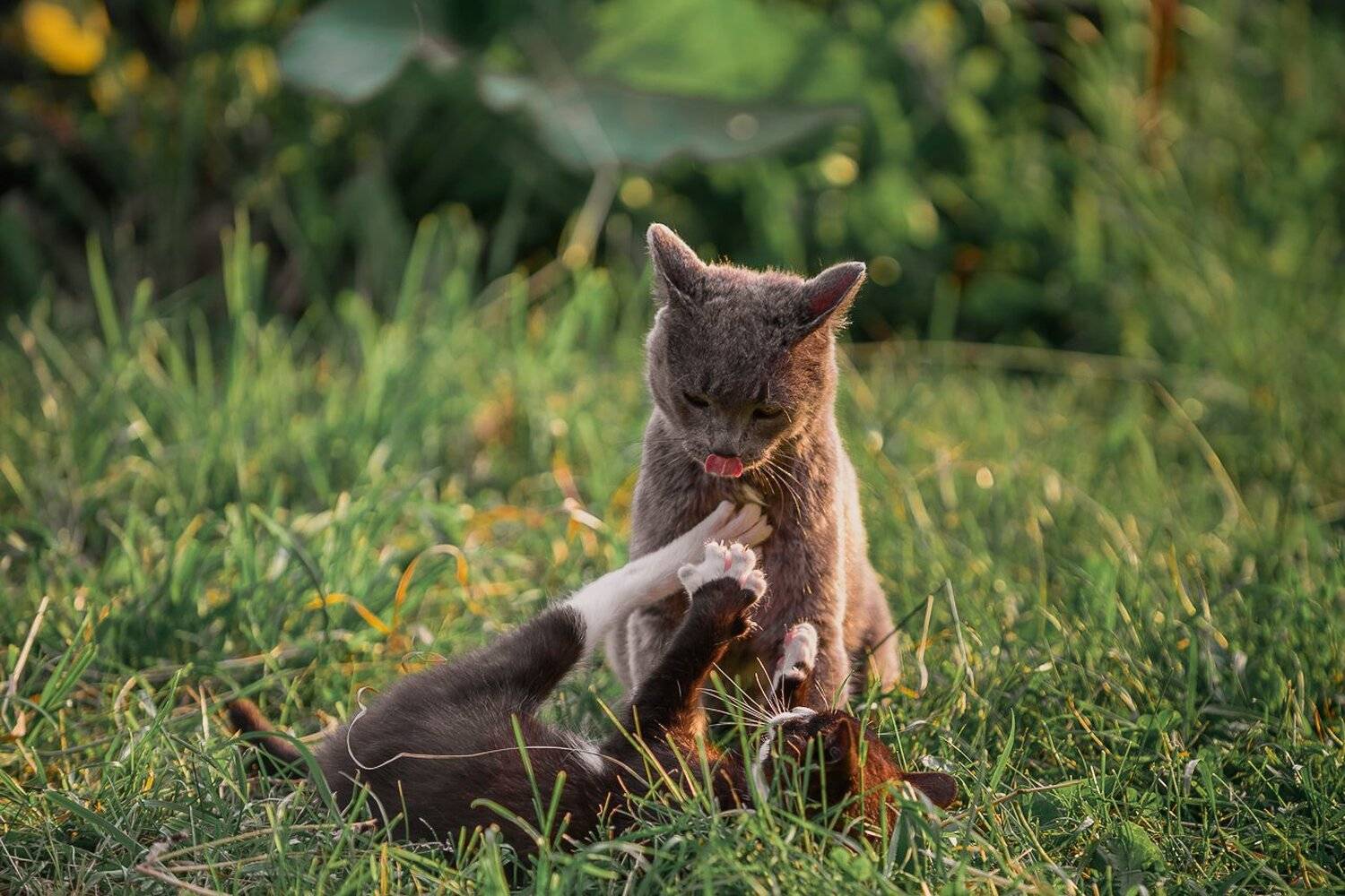 , Анисимова Ольга Леонидовна