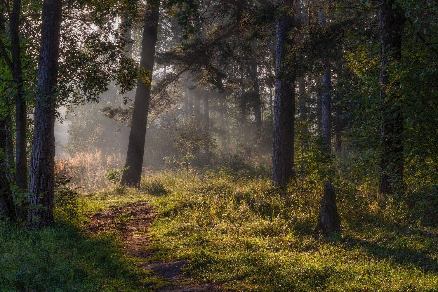 природа, пейзаж, утро, рассвет, лес, сосновый лес, туман, Мартыненко Дмитрий
