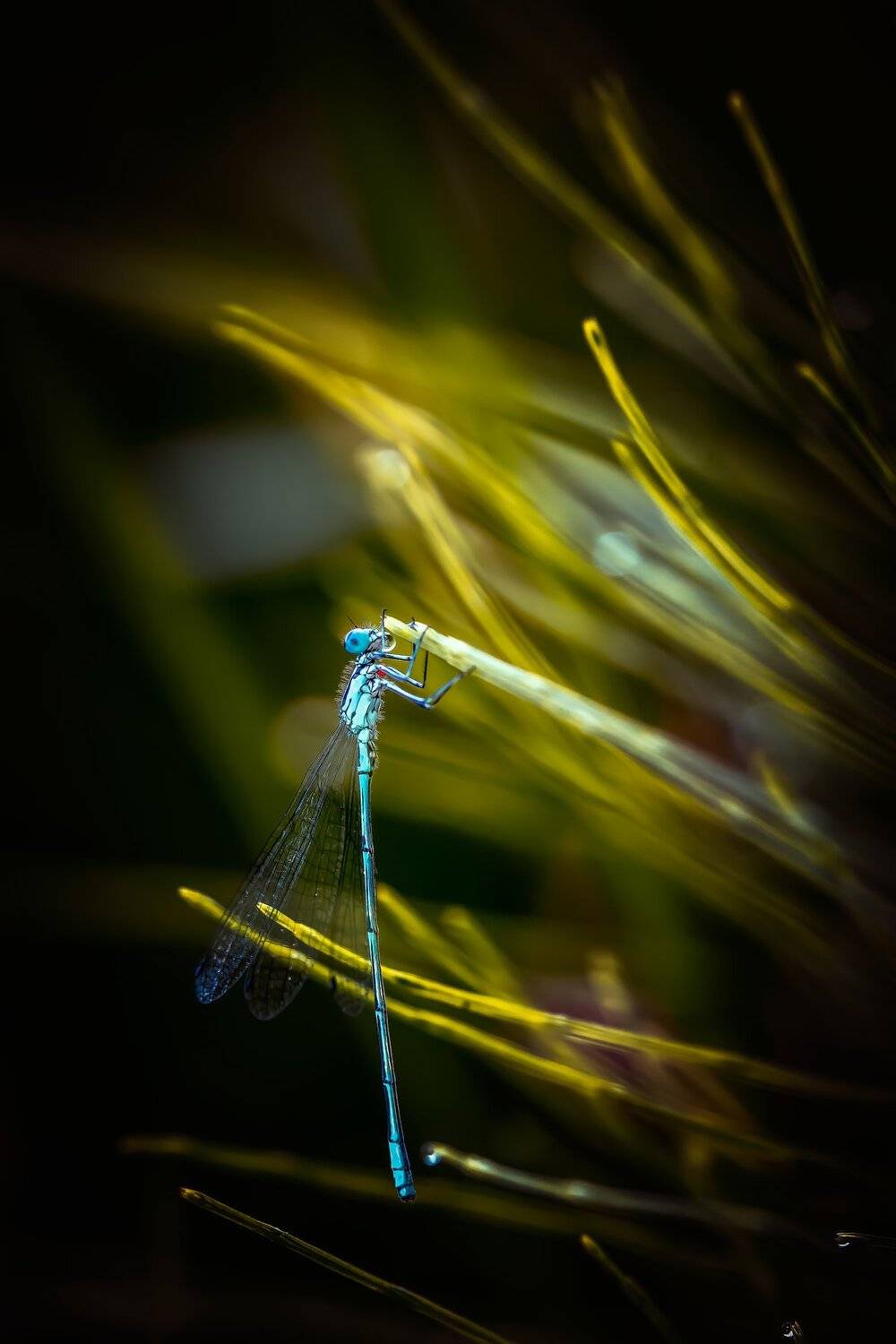Dragonfly, nature, light, Nikon, dawn, , Krzysztof Tollas