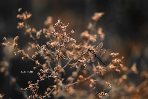 Dragonfly