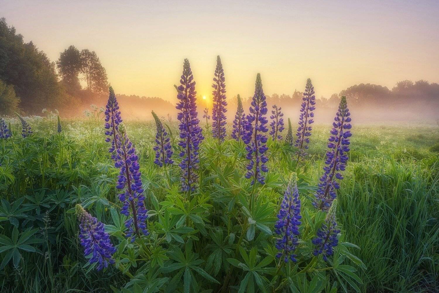 , Устюжанин Михаил