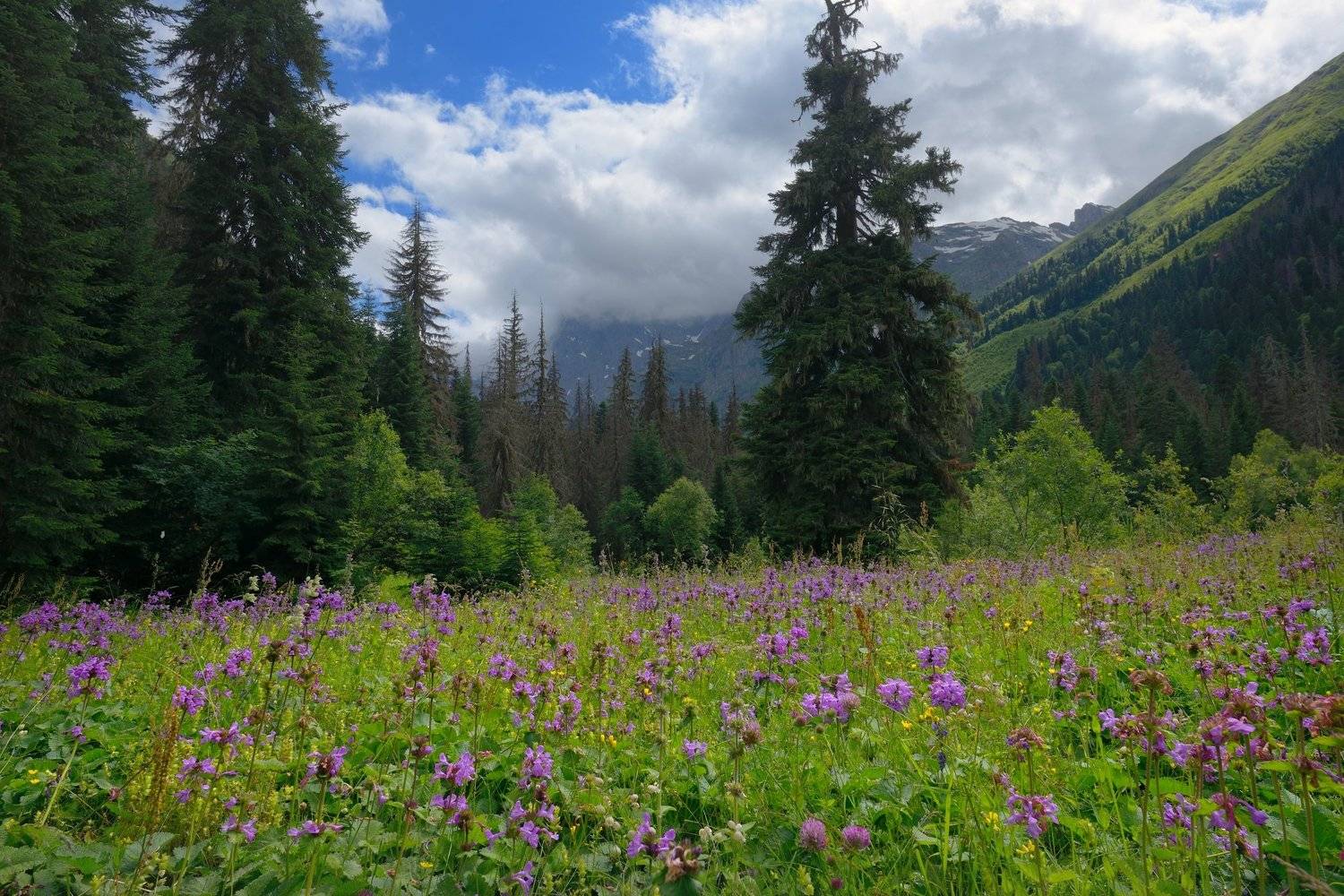 горы кавказ гоначхир, Александр Жарников